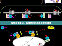探索身體奧秘，為何用力時易流出前列腺液