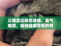 公貓流出褐色液體，臭氣難聞，貓咪健康警報的背后真相