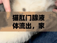 貓肛門腺液體流出，家庭護(hù)理與專業(yè)指導(dǎo)的全面指南