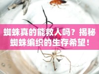 蜘蛛真的能救人嗎？揭秘蜘蛛編織的生存希望！