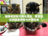 貓咪屁股發(fā)紅有水流出，寵愛背后的健康警報與護(hù)理指南
