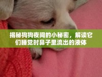揭秘狗狗夜間的小秘密，解讀它們睡覺(jué)時(shí)鼻子里流出的液體