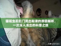 貓驅(qū)蟲(chóng)后肛門(mén)流出粘液的原因解析，一次深入淺出的科普之旅
