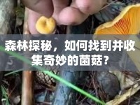 森林探秘，如何找到并收集奇妙的菌菇？