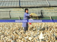 揭秘肇慶養(yǎng)鴨視頻，綠色養(yǎng)殖背后的真相
