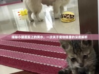揭秘小貓屁股上的黃水，一次關(guān)于寵物健康的深度解析