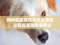 狗狗眼睛受傷后流出液體，這些應急措施請牢記