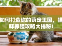 如何打造你的萌寵王國(guó)，貓咪養(yǎng)殖攻略大揭秘！