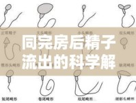 同完房后精子流出的科學(xué)解析與應(yīng)對(duì)策略
