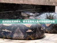杭州蟒蛇視頻曝光，城市生態(tài)與人類共存的微妙平衡