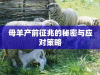 母羊產(chǎn)前征兆的秘密與應(yīng)對策略