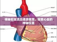 揭秘右室流出道游離壁，探索心臟的神秘位置