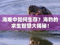 海難中如何生存？海豹的求生智慧大揭秘！