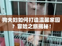 狗夫婦如何打造溫馨家園？冒險之旅揭秘！