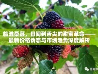 臨淮桑葚，田間到舌尖的甜蜜革命——最新價(jià)格動(dòng)態(tài)與市場(chǎng)趨勢(shì)深度解析