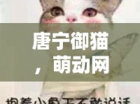 唐寧御貓，萌動(dòng)網(wǎng)絡(luò)的新晉網(wǎng)紅，最新動(dòng)態(tài)大揭秘