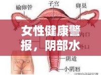 女性健康警報(bào)，陰部水樣分泌物與異味需警惕