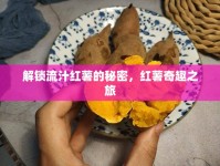解鎖流汁紅薯的秘密，紅薯奇趣之旅