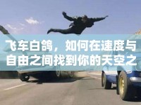 飛車白鴿，如何在速度與自由之間找到你的天空之旅？