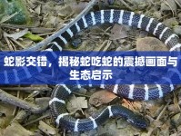 蛇影交錯，揭秘蛇吃蛇的震撼畫面與生態(tài)啟示