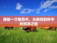 揭秘一只酸奶牛，從牧場(chǎng)到杯中的純凈之旅