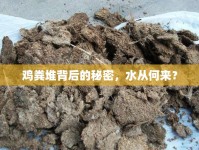 雞糞堆背后的秘密，水從何來？