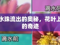 水珠流出的奧秘，花葉上的奇跡