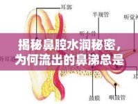 揭秘鼻腔水潤秘密，為何流出的鼻涕總是稀的