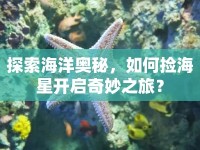 探索海洋奧秘，如何撿海星開啟奇妙之旅？
