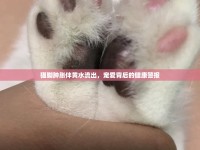 貓腳腫脹伴黃水流出，寵愛背后的健康警報