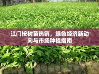 江門桉樹苗熱銷，綠色經(jīng)濟(jì)新動向與市場種植指南