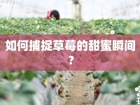 如何捕捉草莓的甜蜜瞬間？