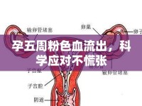 孕五周粉色血流出，科學(xué)應(yīng)對(duì)不慌張