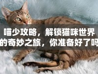 喵少攻略，解鎖貓咪世界的奇妙之旅，你準(zhǔn)備好了嗎？