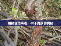 揭秘自然奇觀，樹干流膠的奧秘