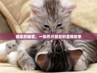 貓梁的秘密，一張照片背后的溫情故事