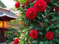 japonensisjava成熟了？你準(zhǔn)備好迎接它的驚喜了嗎？