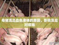 母豬流出血色液體的原因、影響及應(yīng)對(duì)措施