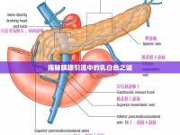 揭秘胰腺引流中的乳白色之謎