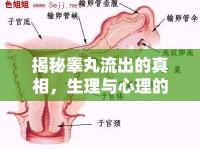 揭秘睪丸流出的真相，生理與心理的全面解析