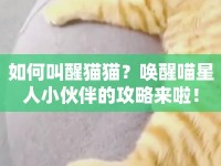 如何叫醒貓貓？喚醒喵星人小伙伴的攻略來啦！