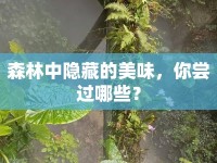 森林中隱藏的美味，你嘗過(guò)哪些？