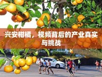 興安柑橘，視頻背后的產(chǎn)業(yè)真實與挑戰(zhàn)