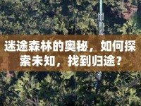 迷途森林的奧秘，如何探索未知，找到歸途？