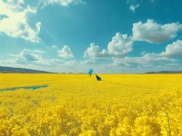 探索a黃色大片，視覺與情感的碰撞是否能顛覆你的認知？