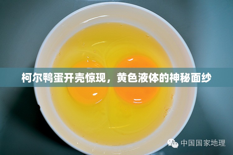 柯爾鴨蛋開殼驚現(xiàn)，黃色液體的神秘面紗