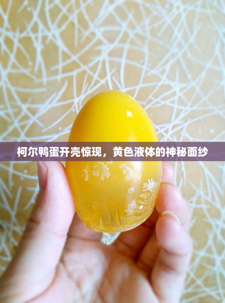 柯爾鴨蛋開殼驚現(xiàn)，黃色液體的神秘面紗