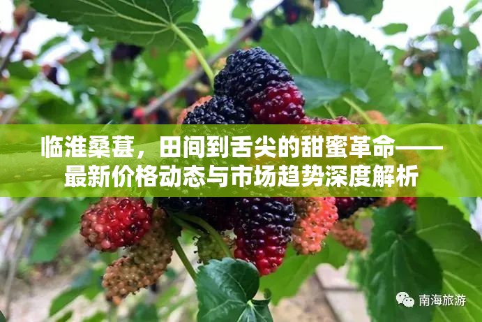 臨淮桑葚，田間到舌尖的甜蜜革命——最新價格動態(tài)與市場趨勢深度解析