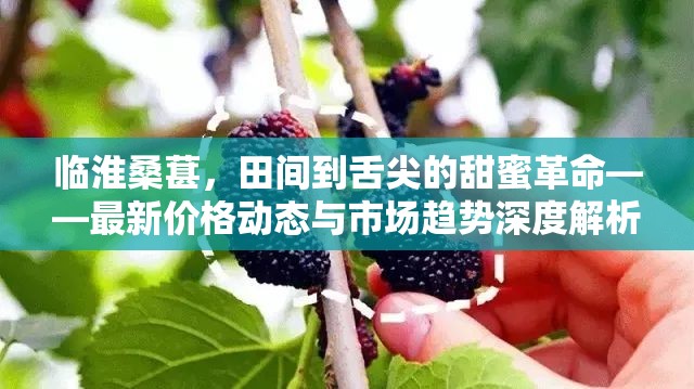 臨淮桑葚，田間到舌尖的甜蜜革命——最新價格動態(tài)與市場趨勢深度解析