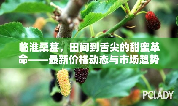 臨淮桑葚，田間到舌尖的甜蜜革命——最新價格動態(tài)與市場趨勢深度解析